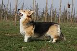 CORGI PEMBROKE 899